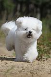 BICHON FRISE 354